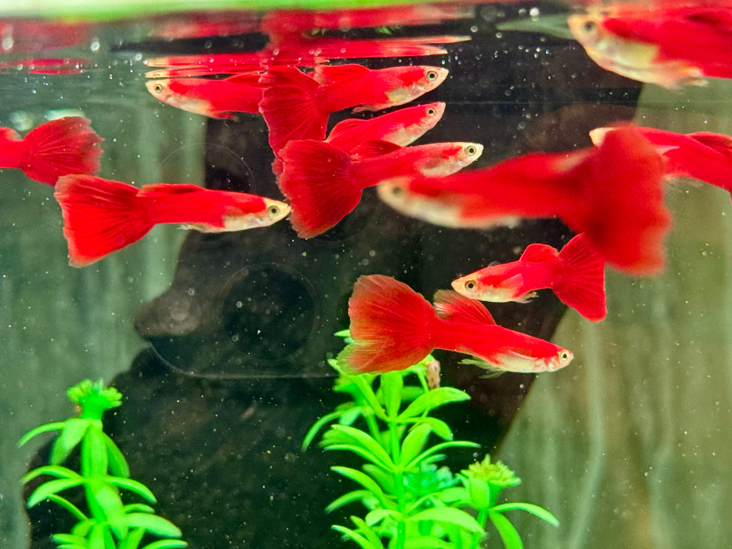 Guppy Moskau Rot Poecilia reticulata Männchen