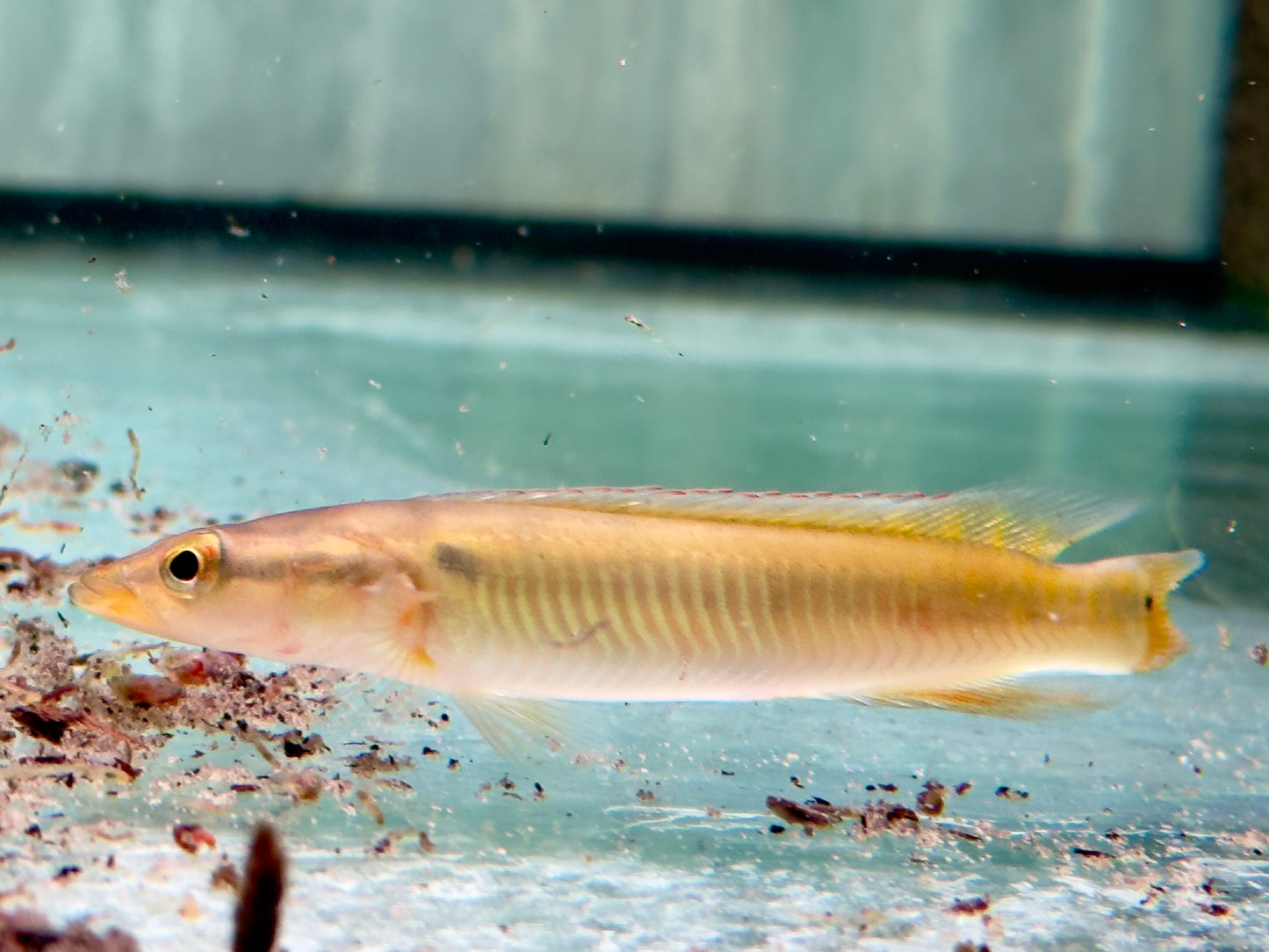 Hechtbuntbarsch Crenicichla zebrina 10-13 cm