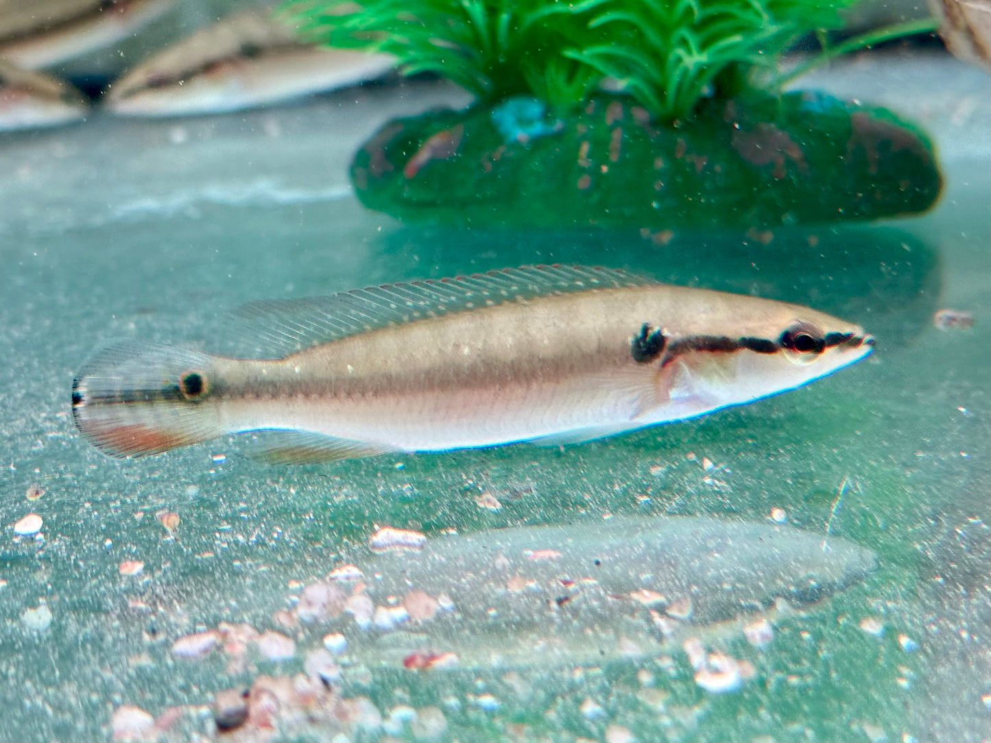 Hechtbuntbarsch Crenicichla saxatilis 6-7 cm