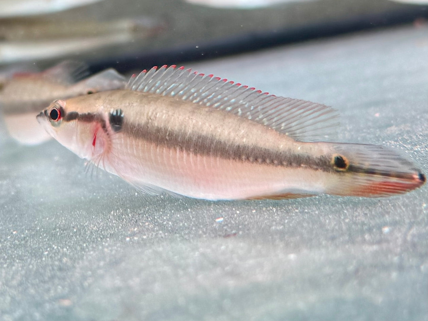 Hechtbuntbarsch Crenicichla saxatilis 6-7 cm