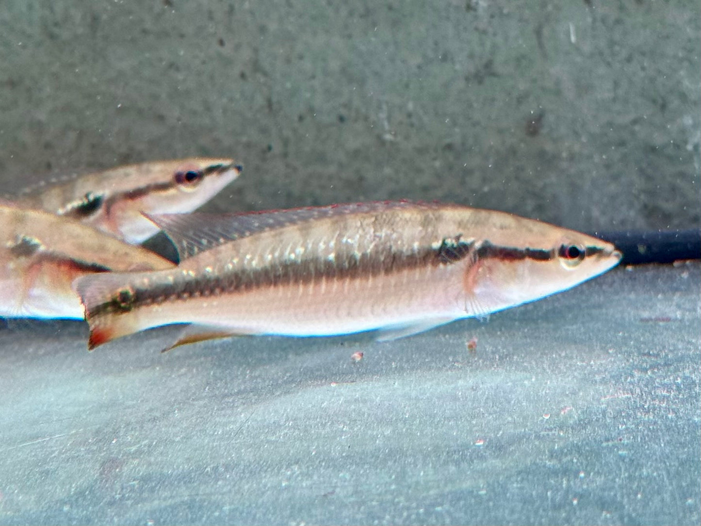 Hechtbuntbarsch Crenicichla saxatilis 6-7 cm
