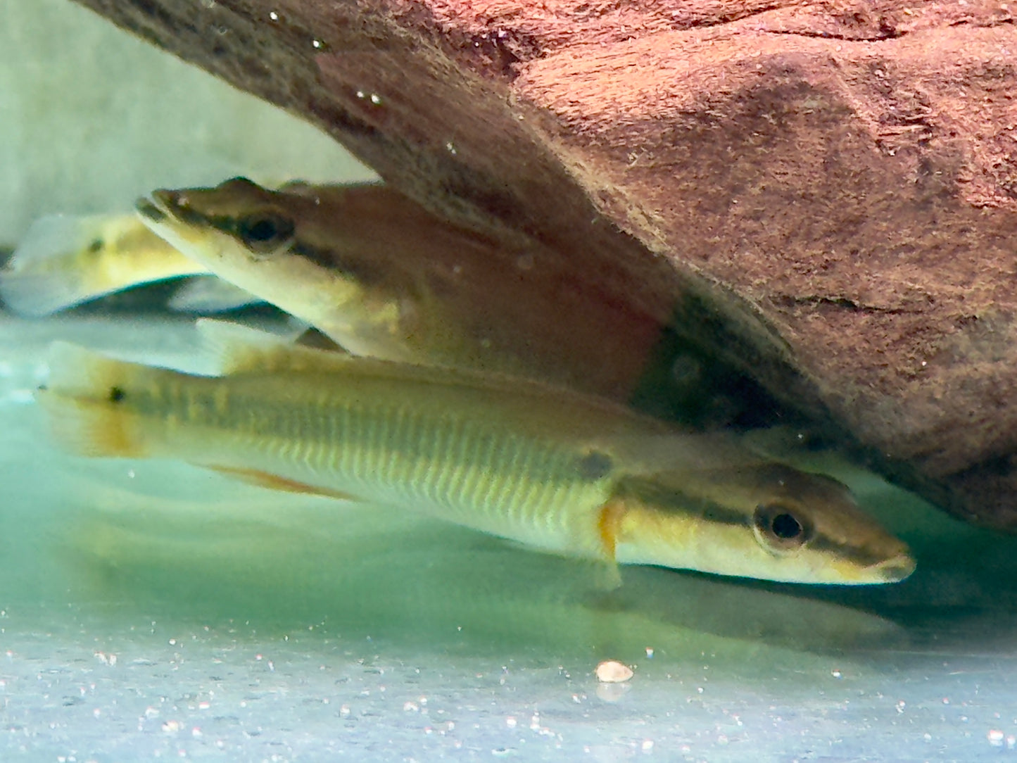 Hechtbuntbarsch Crenicichla zebrina 10-13 cm