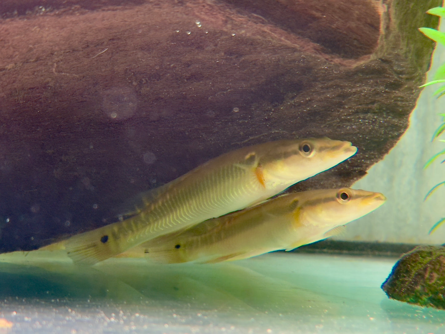 Hechtbuntbarsch Crenicichla zebrina 10-13 cm