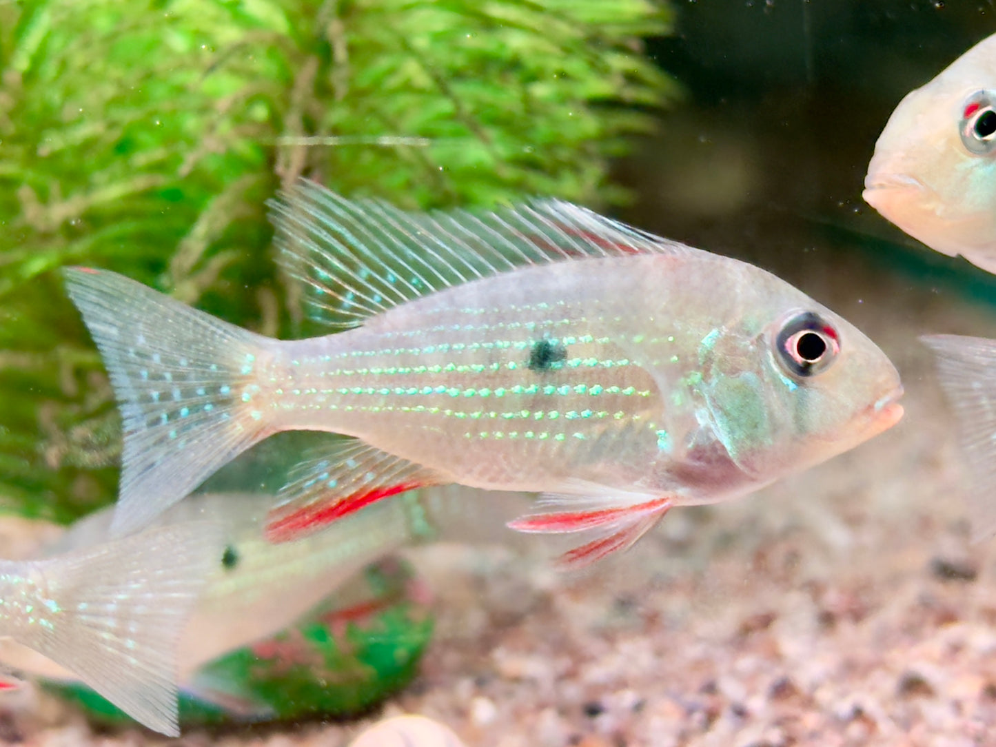Heckels Buntbarsch Acarichthys heckelii