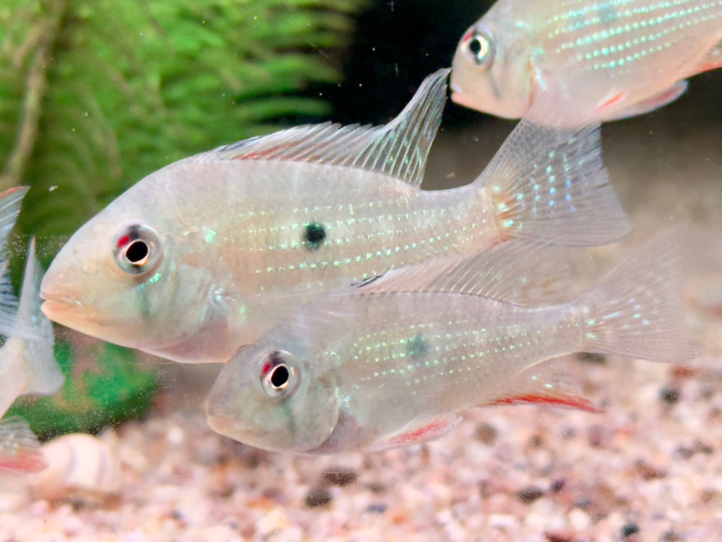 Heckels Buntbarsch Acarichthys heckelii