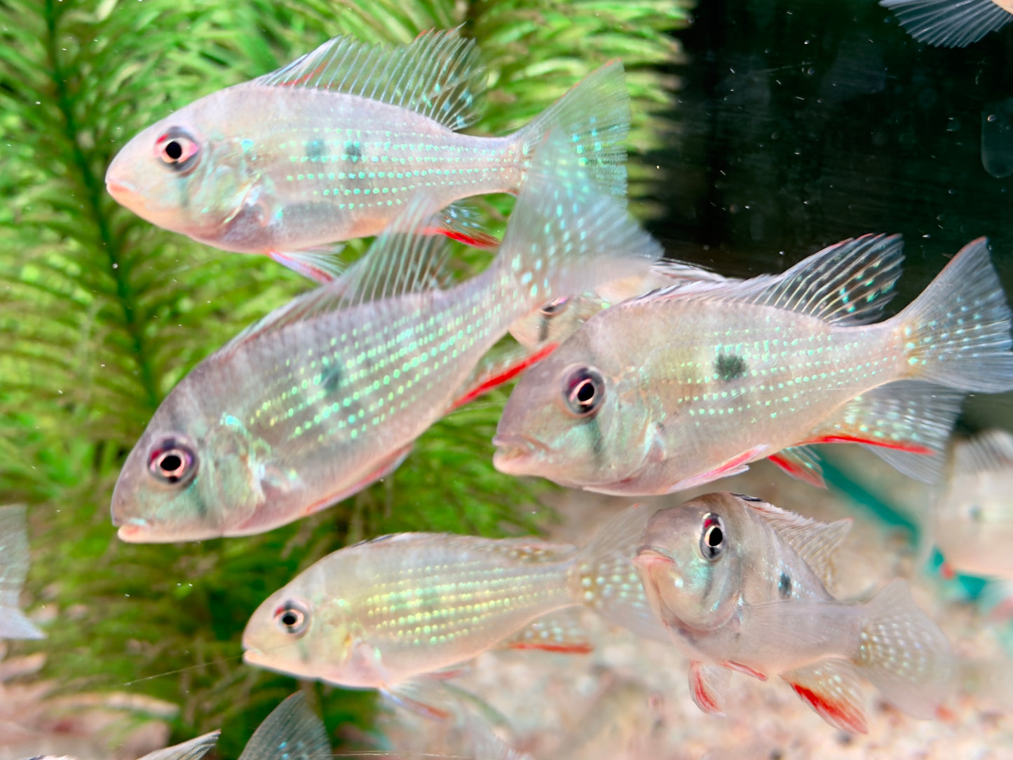 Heckels Buntbarsch Acarichthys heckelii