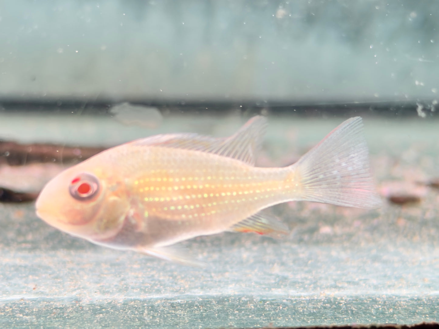 Heckels Buntbarsch albino Acarichthys heckelii