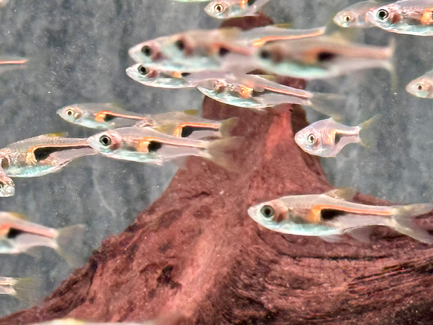 Hengels Keilfleckbärbling Trigonostigma hengeli