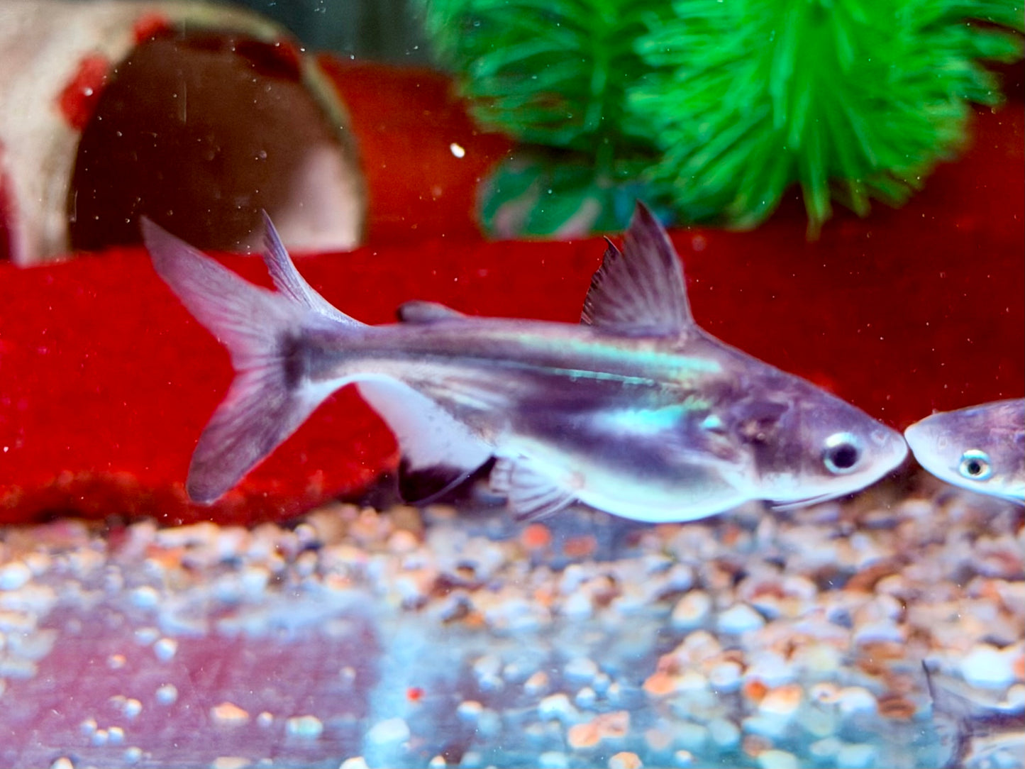 Hochflossenhaiwels Thai Shark Pangasius sanitwongsei 6-7 cm