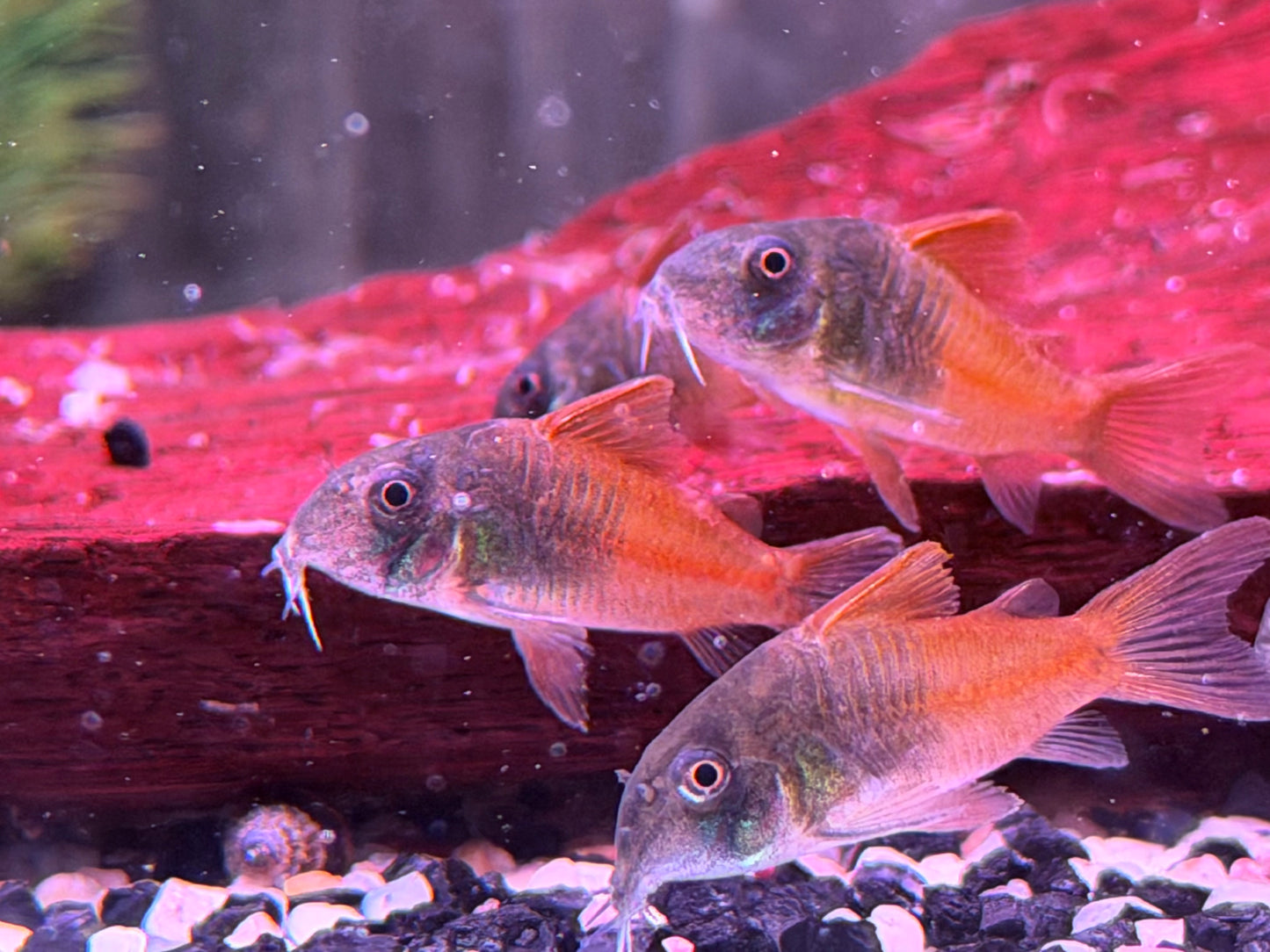 Hoplisoma sp. aff. concolor Rio Tomo CW217 Panzerwels 3-4 cm