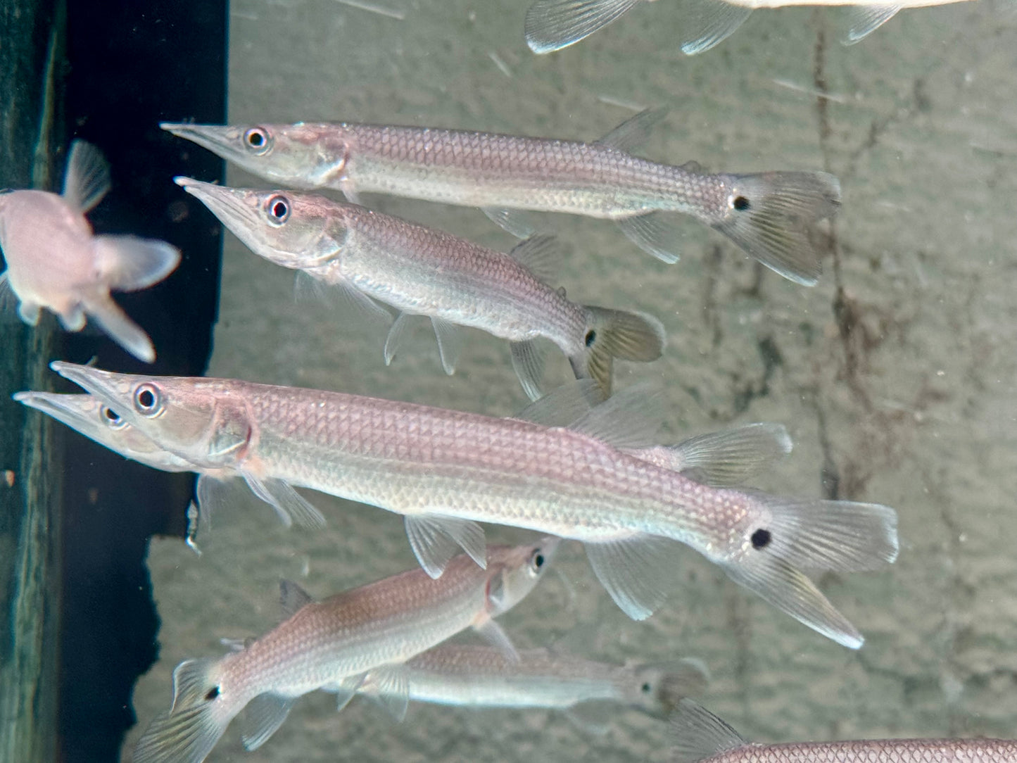 Hujeta Hechtsalmler Ctenolucius hujeta 9-10 cm