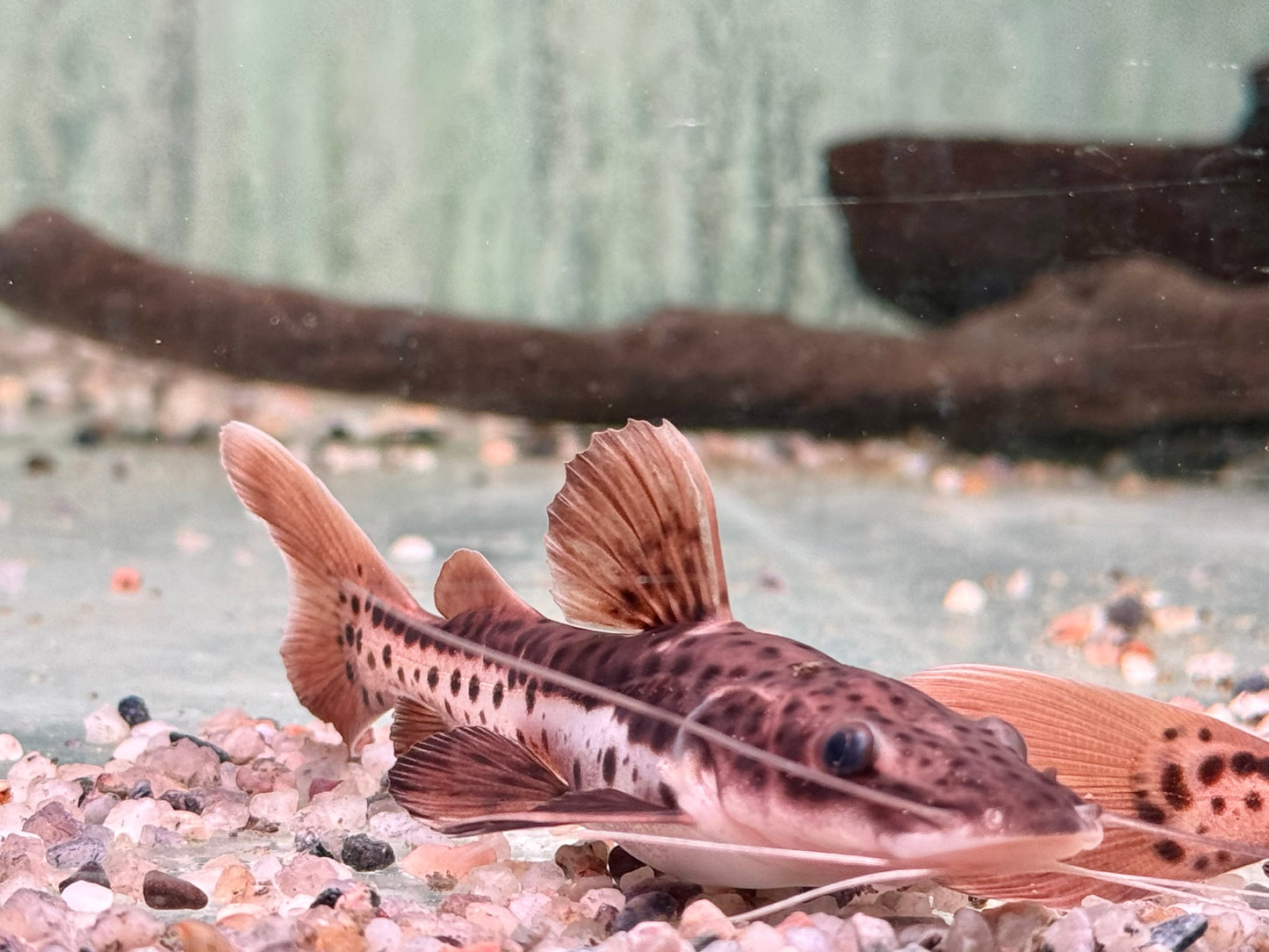 Hybrid Tigerspatelwels x Rotflossenantennewels 7-9 cm