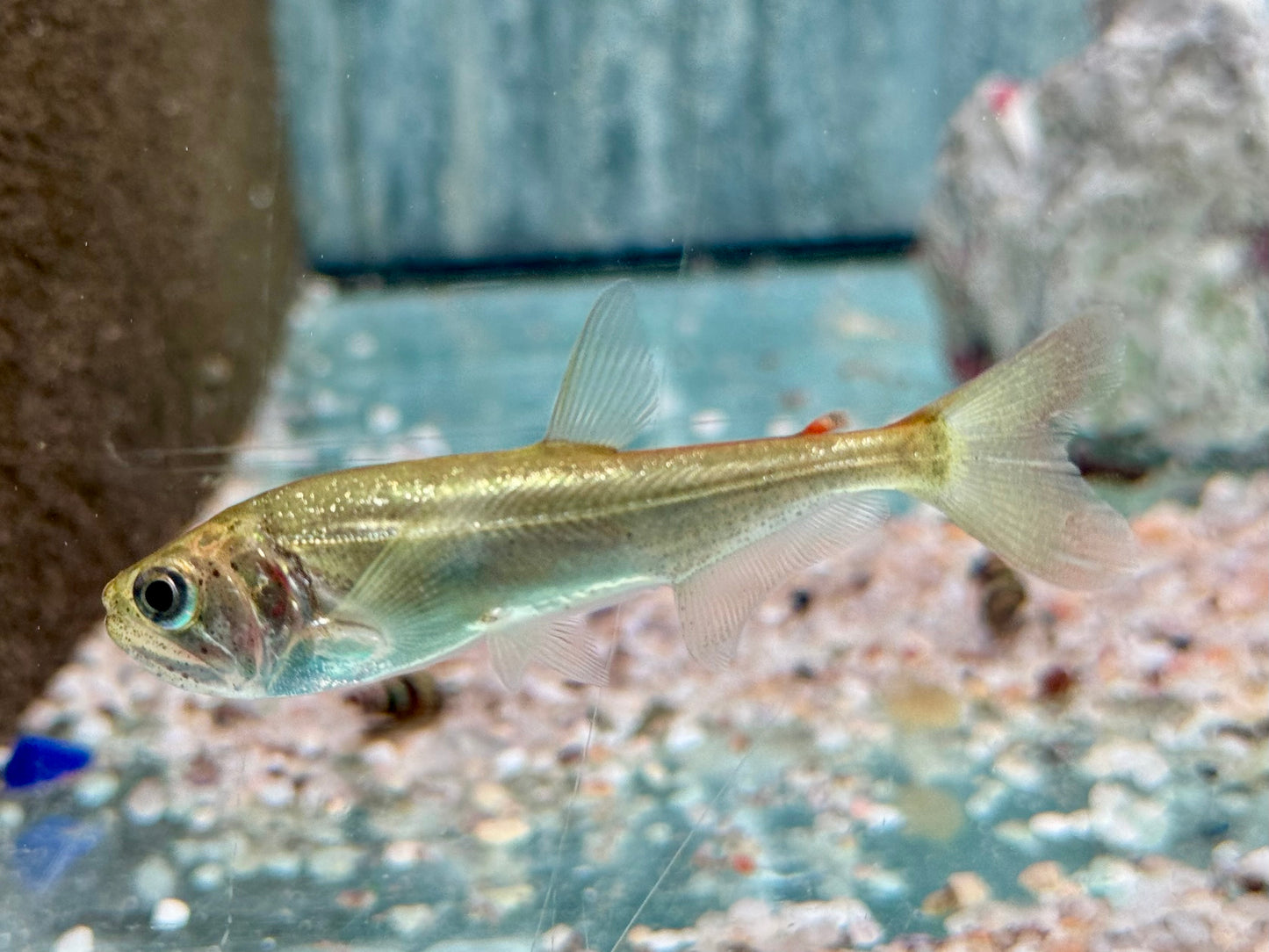 Hydrolycus armatus Vampirfisch I Payara 6-8 cm