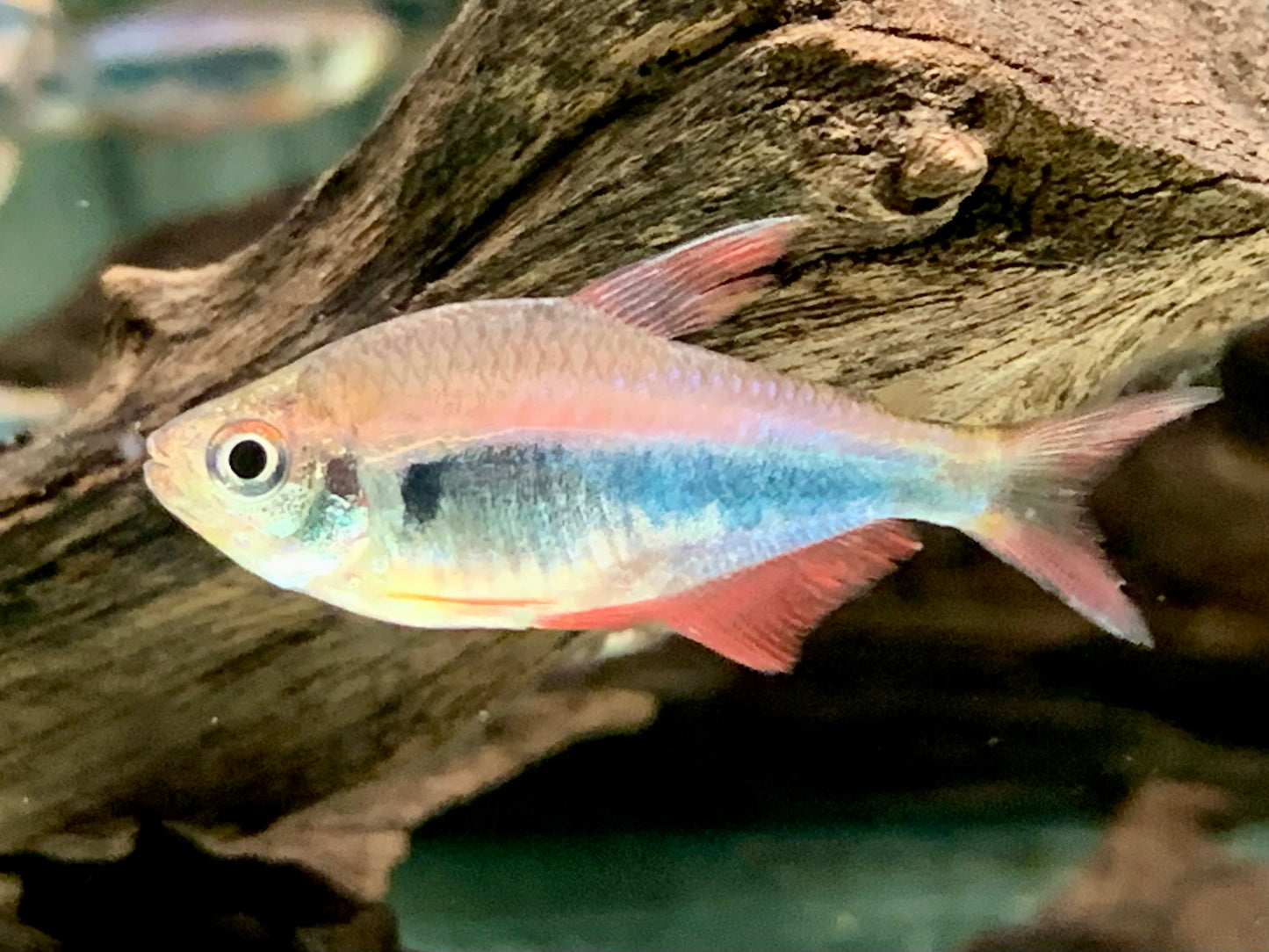 Rot Blauer Perusalmler Hyphessobrycon margitae