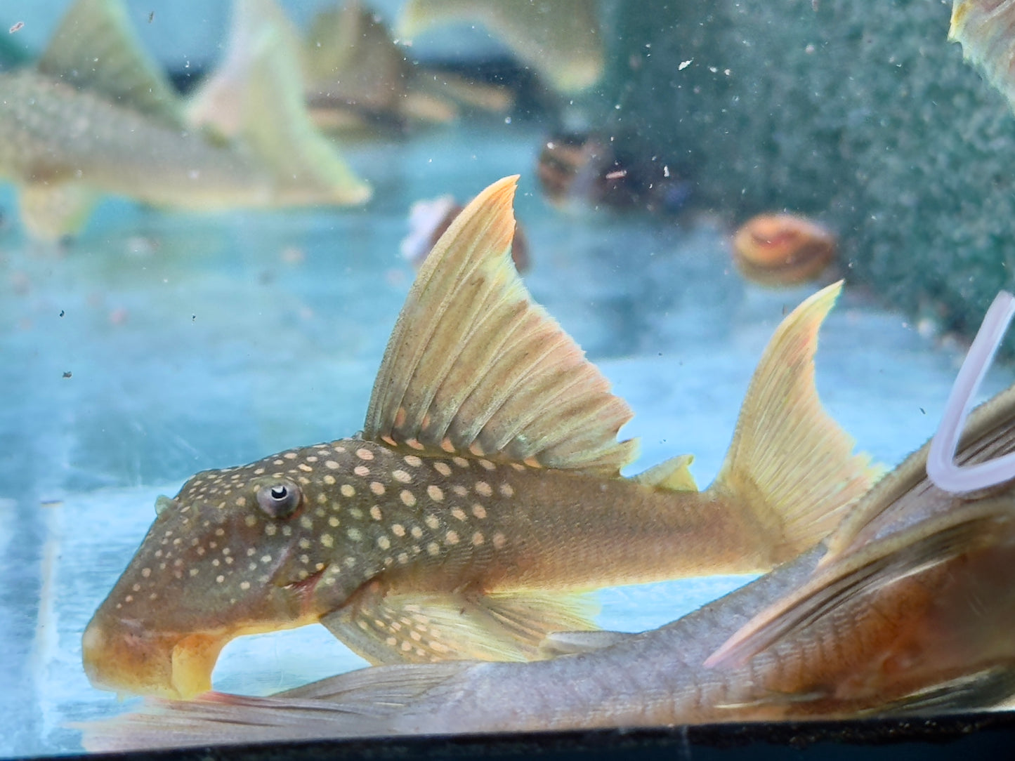 L200a Gelber Phantomwels High fin Baryancistrus demantoides 8-10cm