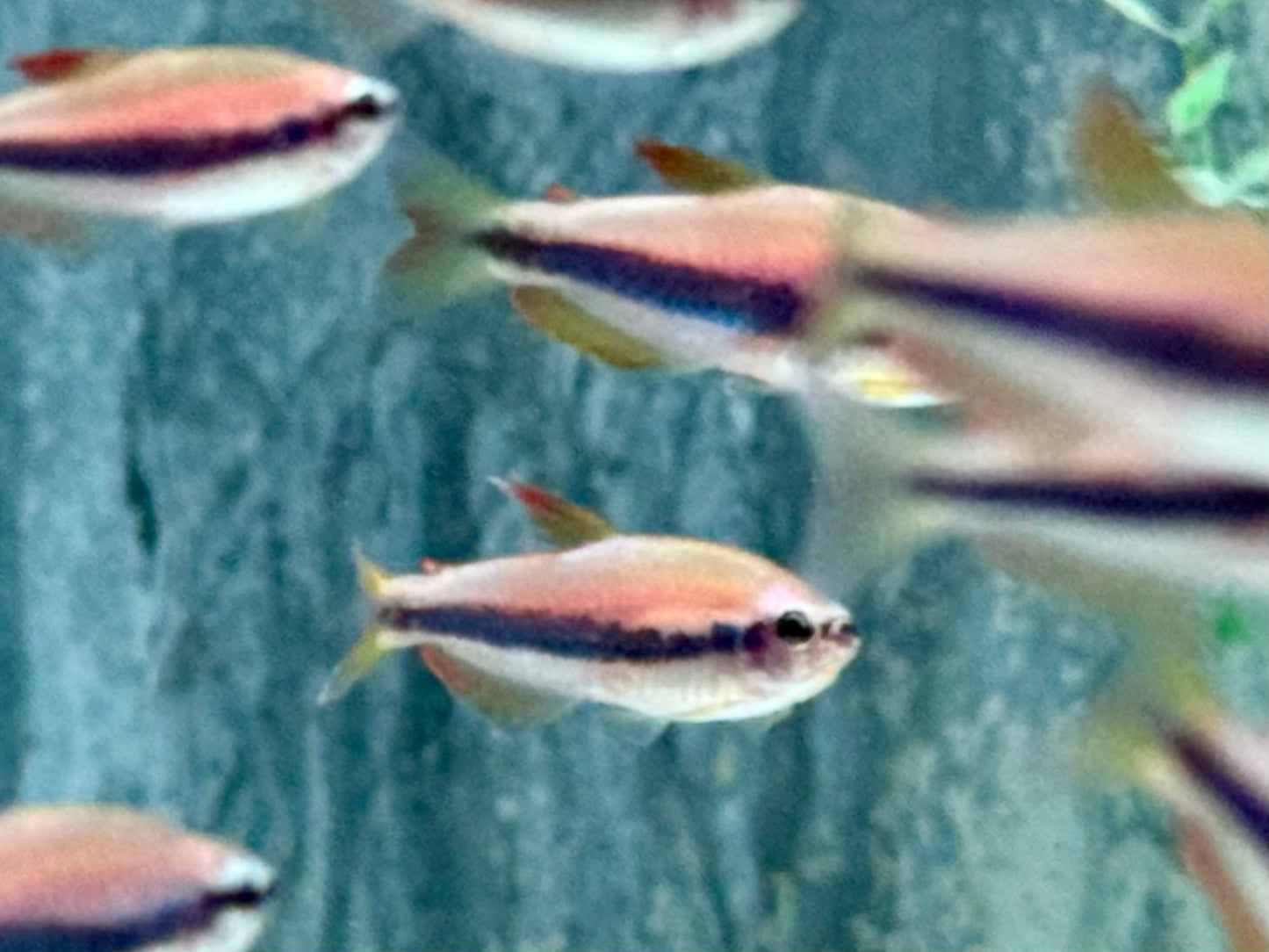 Königssalmler Inpaichthys kerri