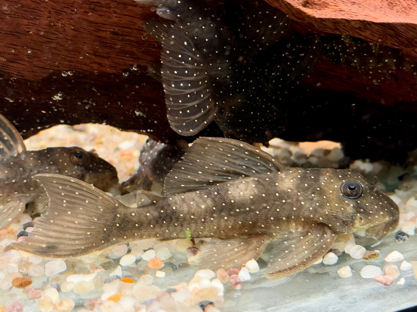 L4 Engelsharnischwels L28 Hypancistrus sp. L73