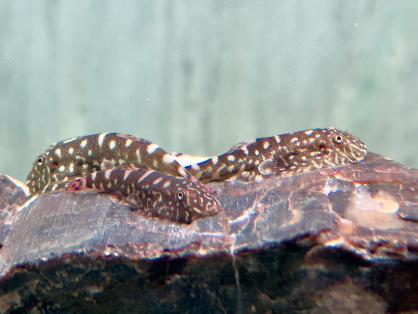 Zebra Flossensauger Pseudogastromyzon I Gastromyzon zebrinus