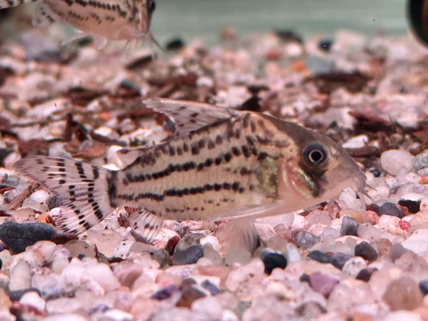 Bänder Panzerwels Hoplisoma Corydoras schwartzi