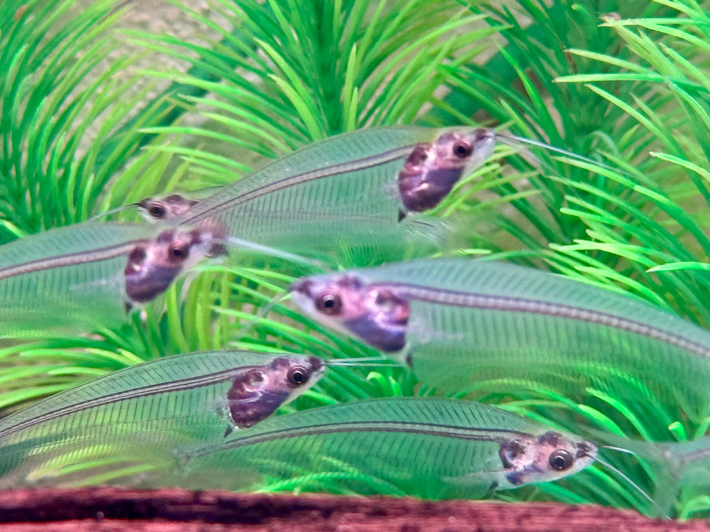 Indischer Glaswels Kryptopterus vitreolus (bicirrhis)