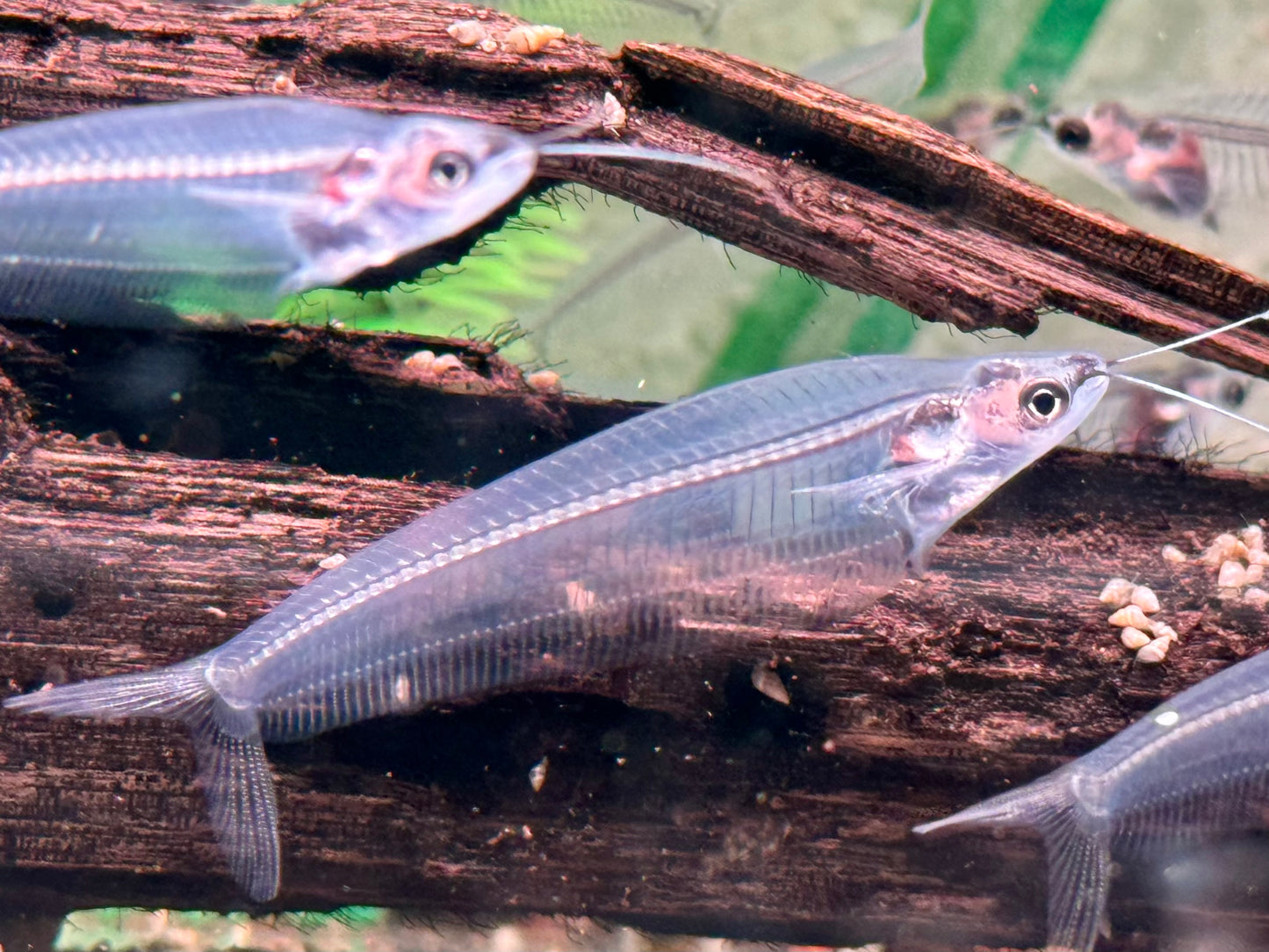Indischer Glaswels Kryptopterus vitreolus (bicirrhis)