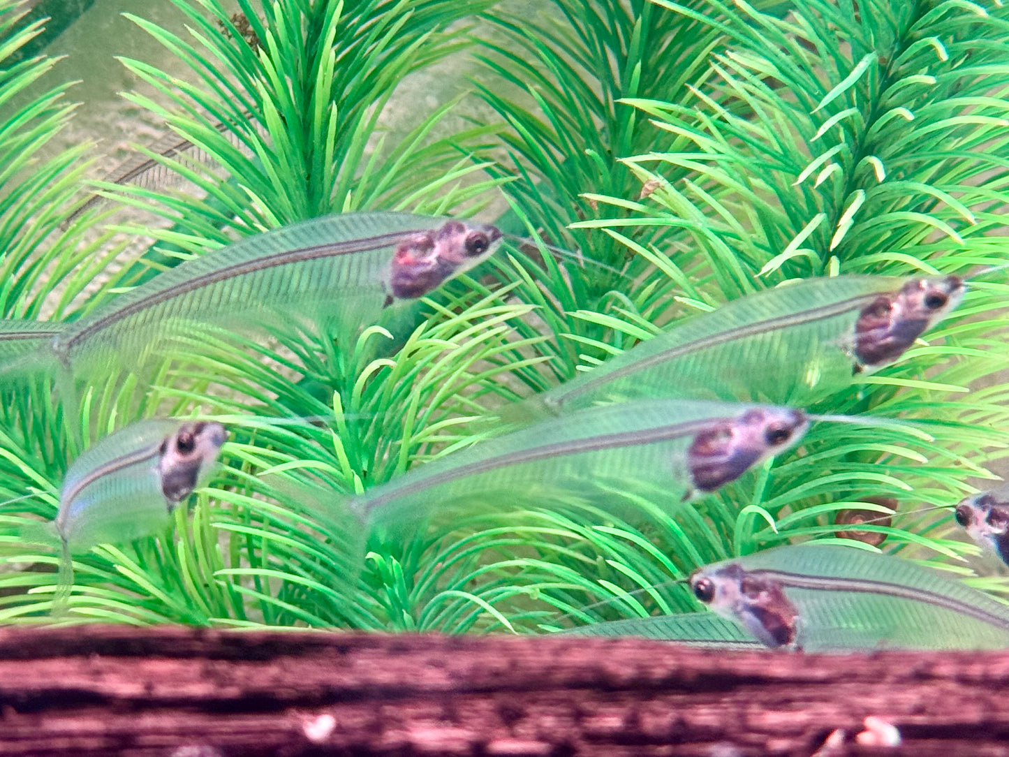 Indischer Glaswels Kryptopterus vitreolus (bicirrhis)