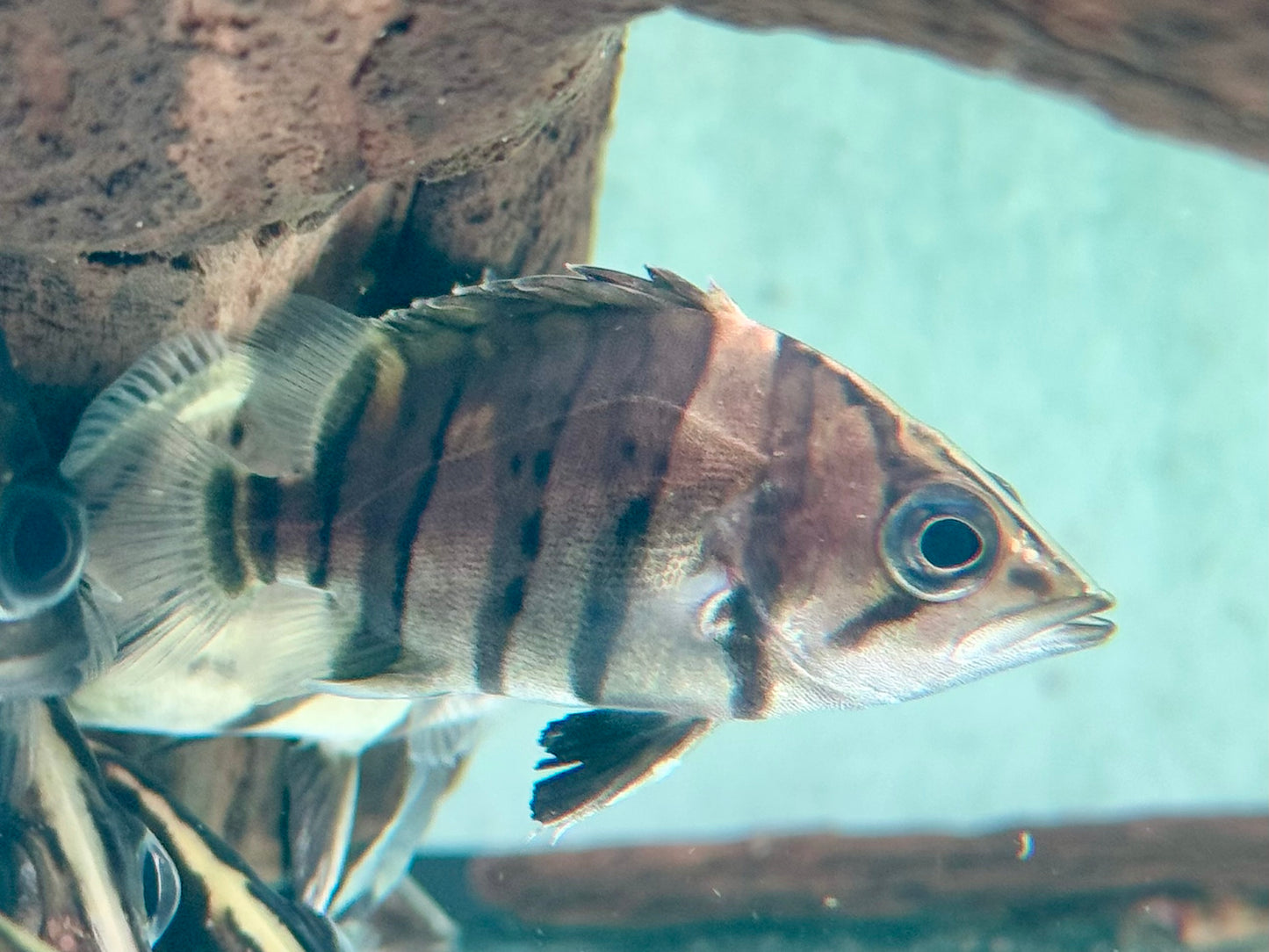 Indonesischer Tigerbarsch Datnioides microlepis 5 cm