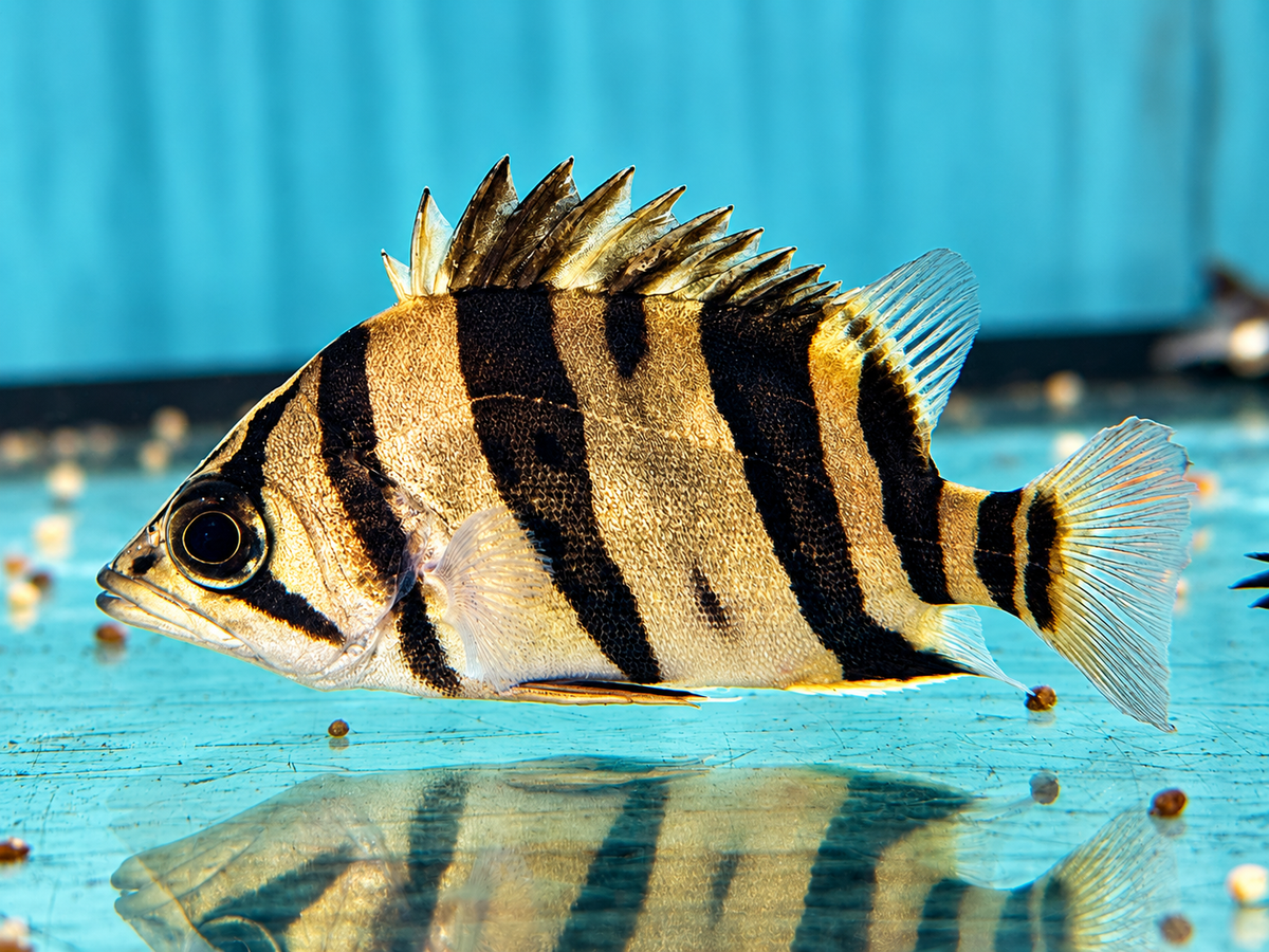 Indonesischer Tigerbarsch Datnioides microlepis 5-6 cm