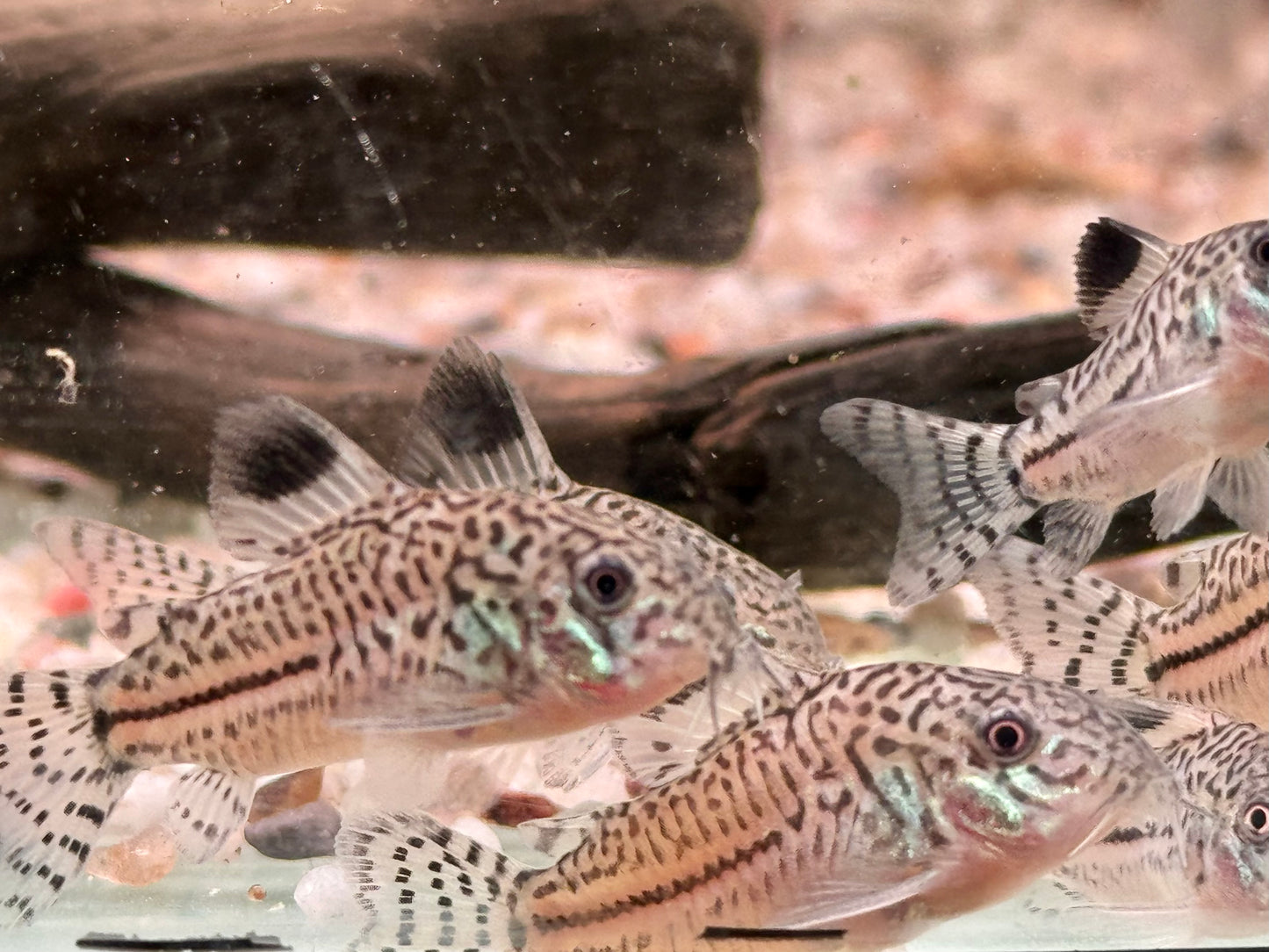 Juli Panzerwels Corydoras Hoplisoma julii