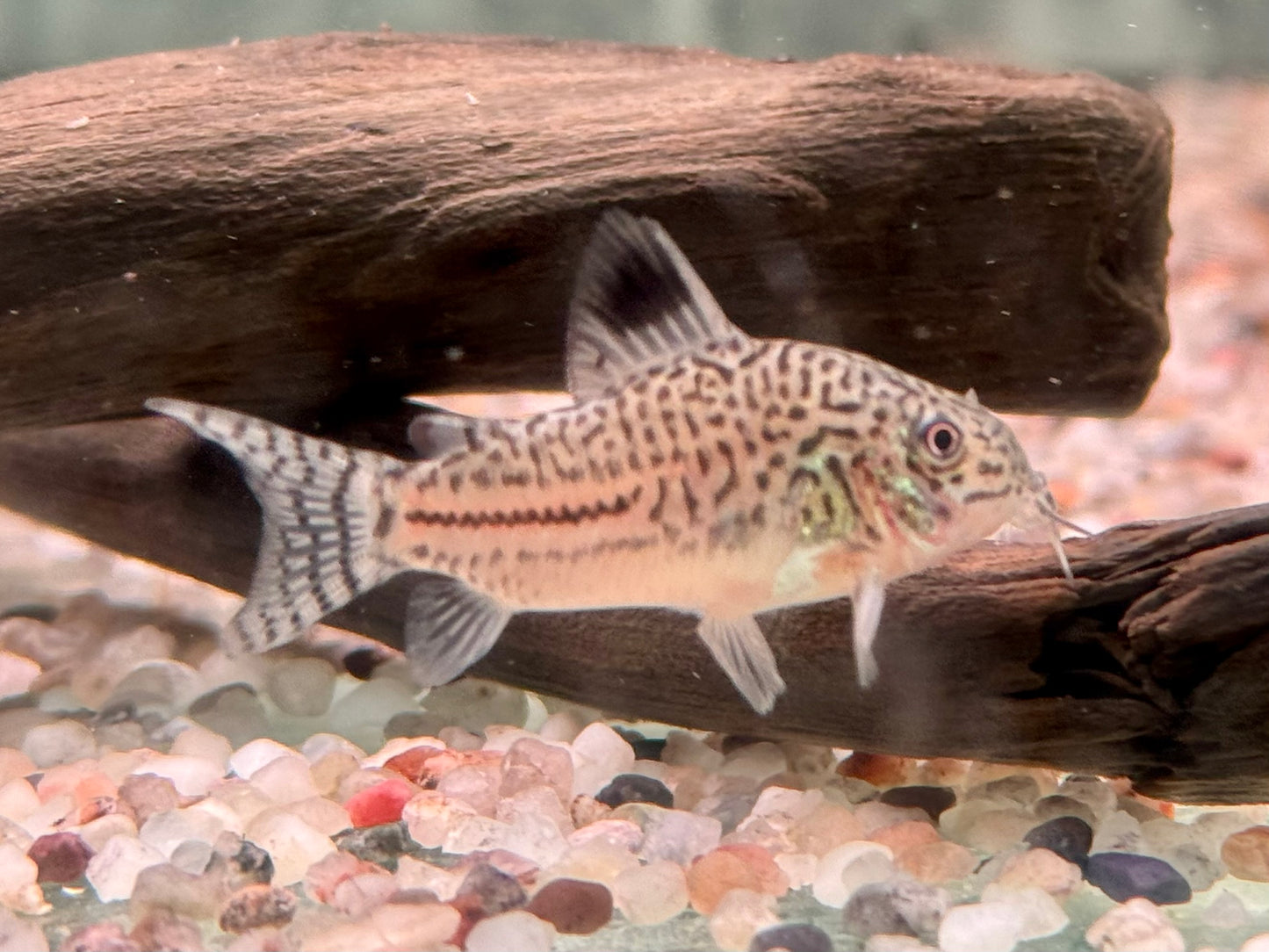 Juli Panzerwels Corydoras Hoplisoma julii