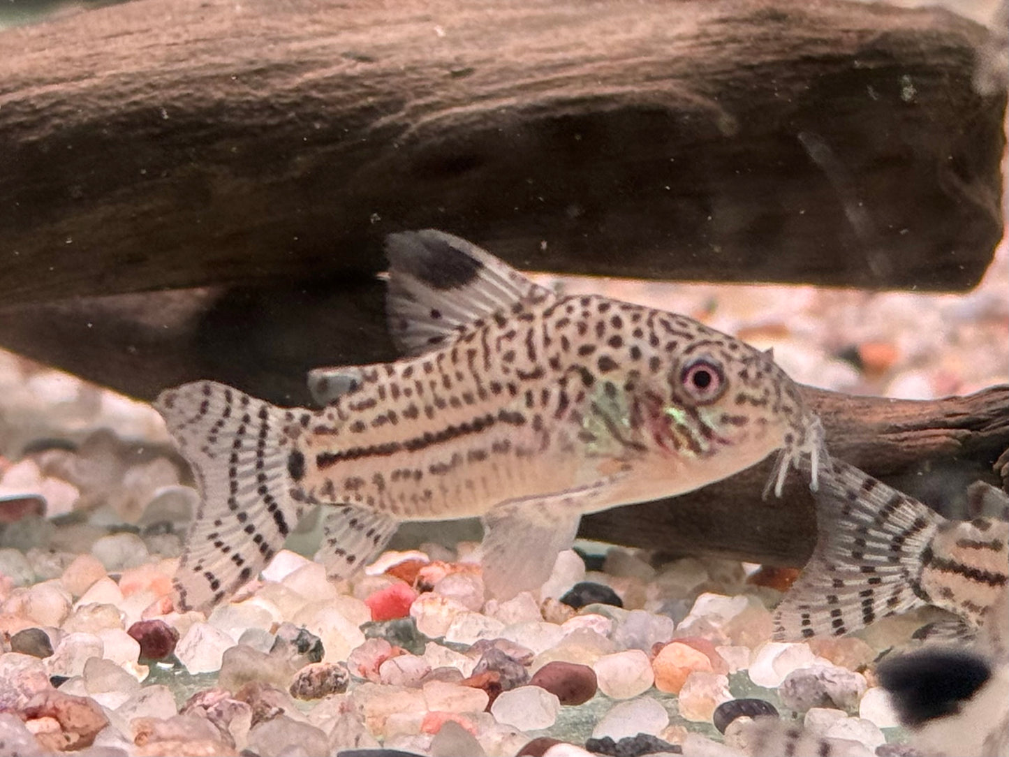 Juli Panzerwels Corydoras Hoplisoma julii