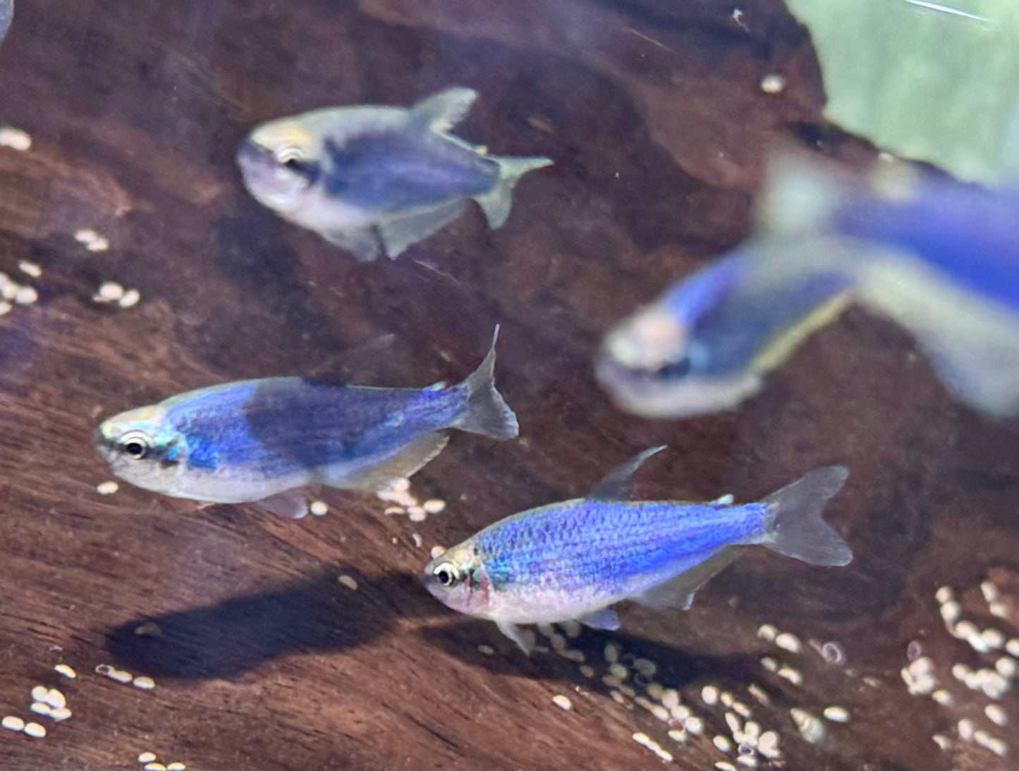 Königssalmler Super blau Inpaichthys kerri