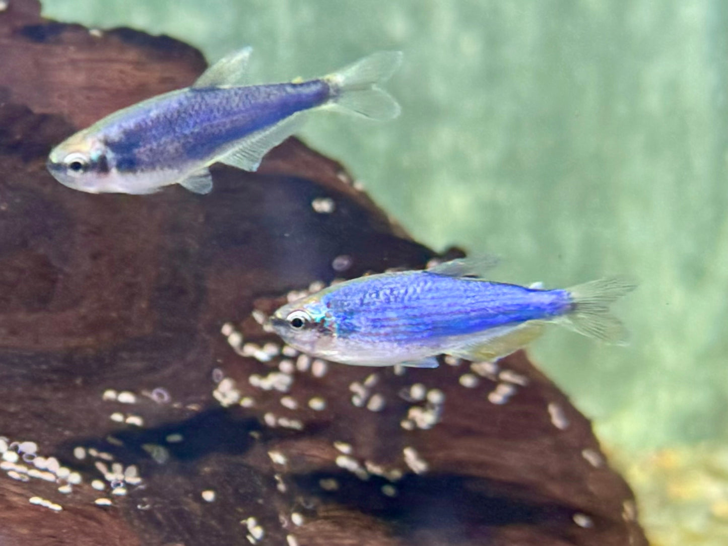 Königssalmler Super blau Inpaichthys kerri