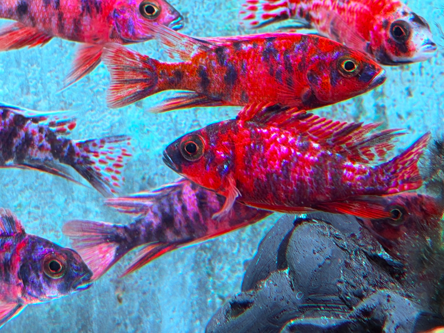 Kaiserbuntbarsch Marmelade Cat Aulonocara Peacock orange blotch ca. 6-7 cm