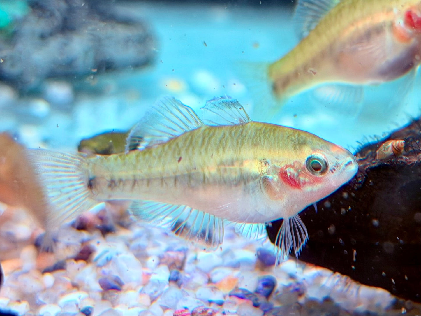 Kaisergrundel Hypseleotris compressa 4-4,5 cm