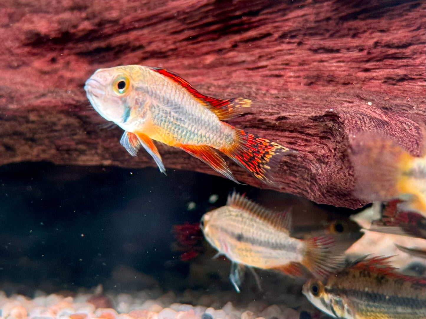 Kakadu Zwergbuntbarsch Apistogramma cacatuoides Doppelrot