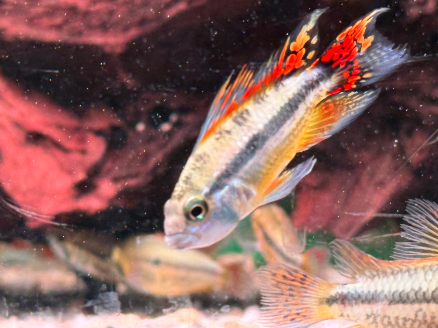 Kakadu Zwergbuntbarsch Apistogramma cacatuoides Doppelrot