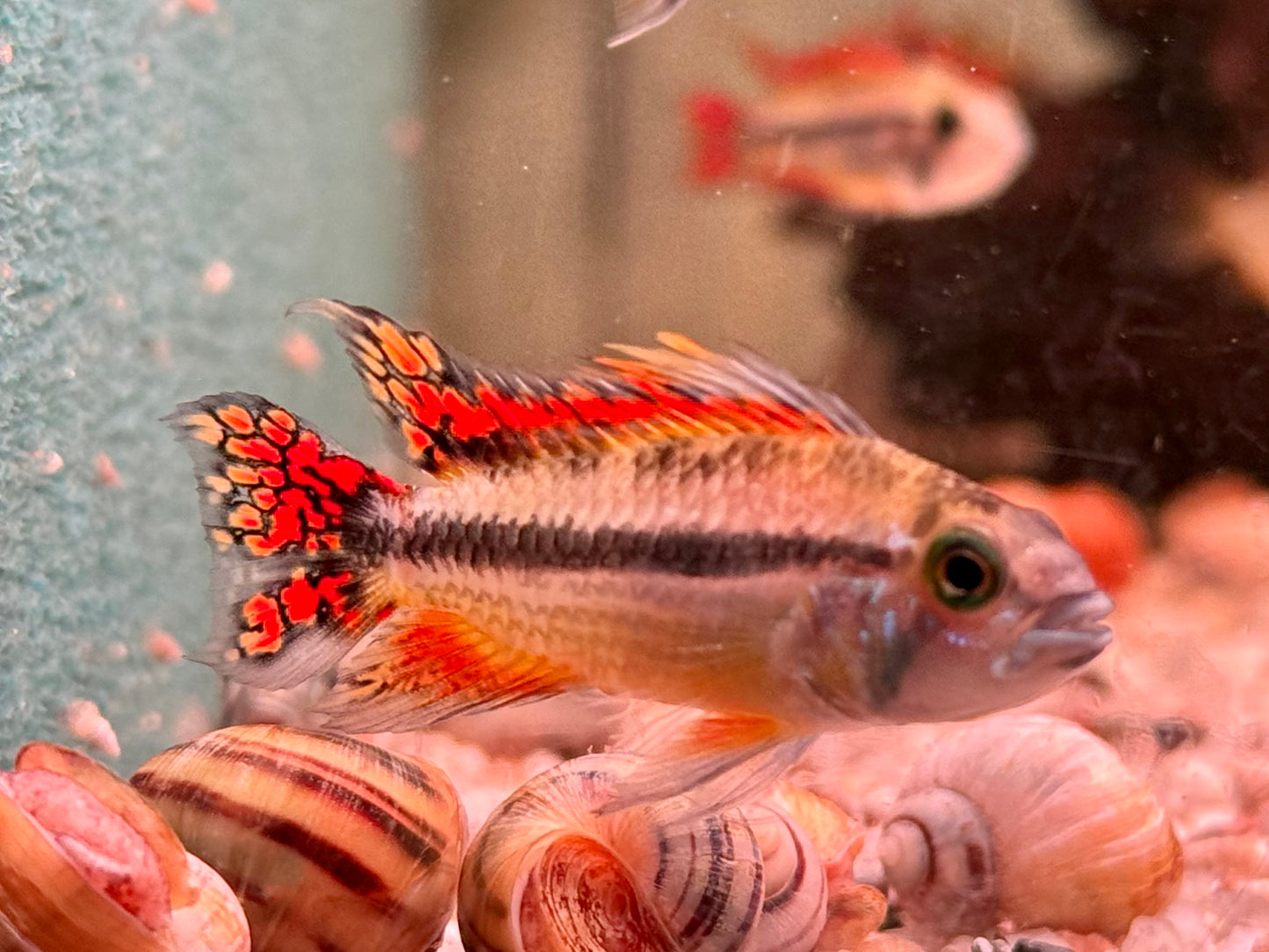Kakadu Zwergbuntbarsch Apistogramma cacatuoides Doppelrot