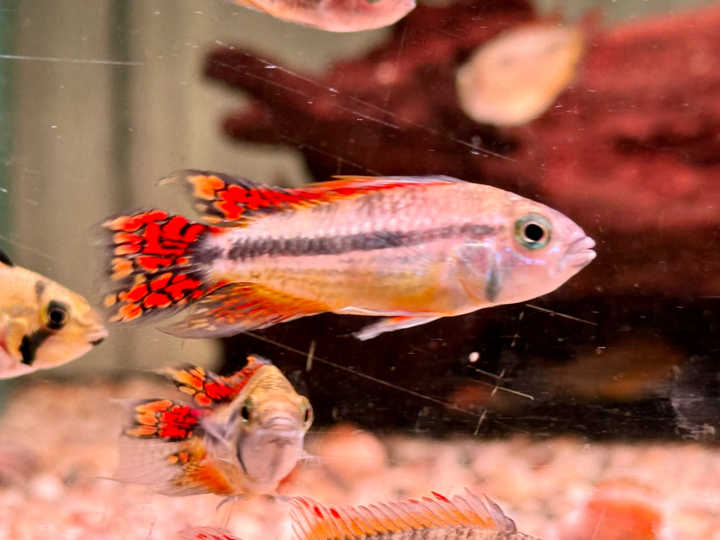 Kakadu Zwergbuntbarsch Apistogramma cacatuoides Doppelrot