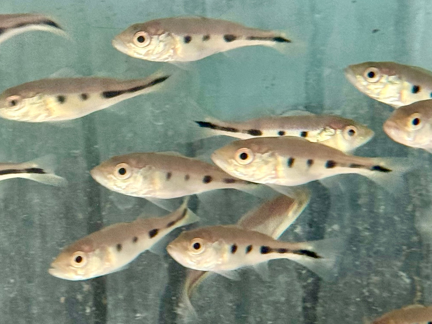 Kammbuntbarsch Cichla monoculus 6-7 cm