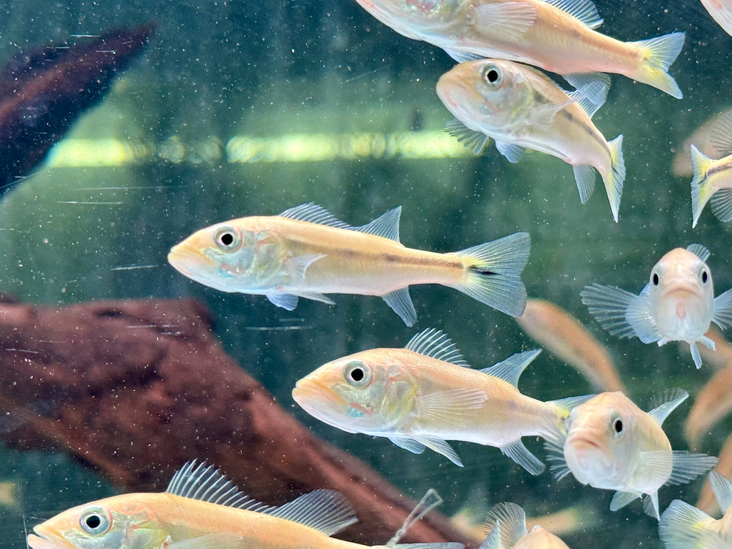 Kammbuntbarsch Cichla pinima 6-8 cm