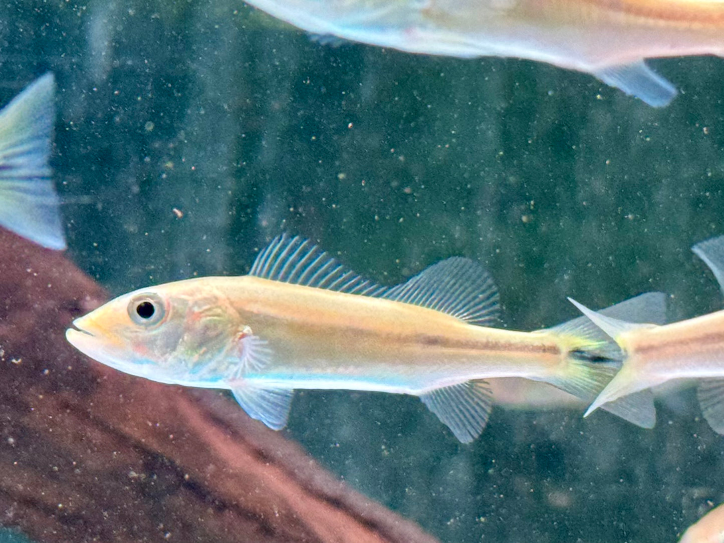 Kammbuntbarsch Cichla pinima 6-8 cm