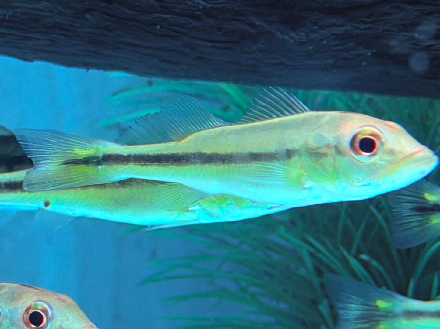 Kammbuntbarsch Cichla temensis WF 5-6 cm
