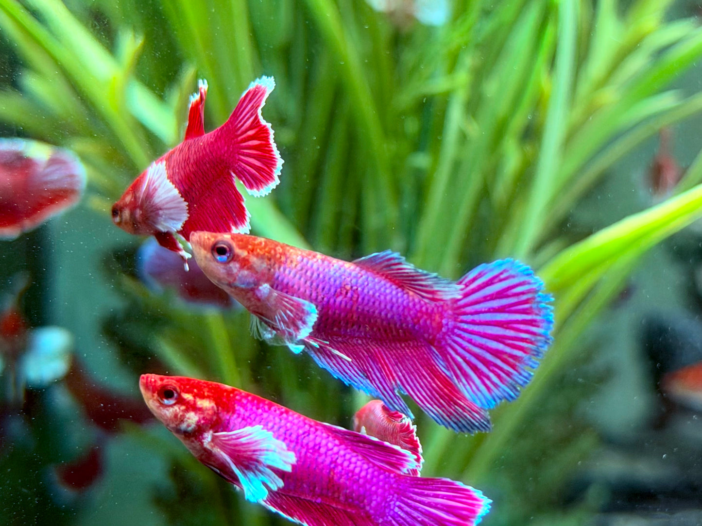 Kampffisch Dumbo Ear Betta splendens Weibchen