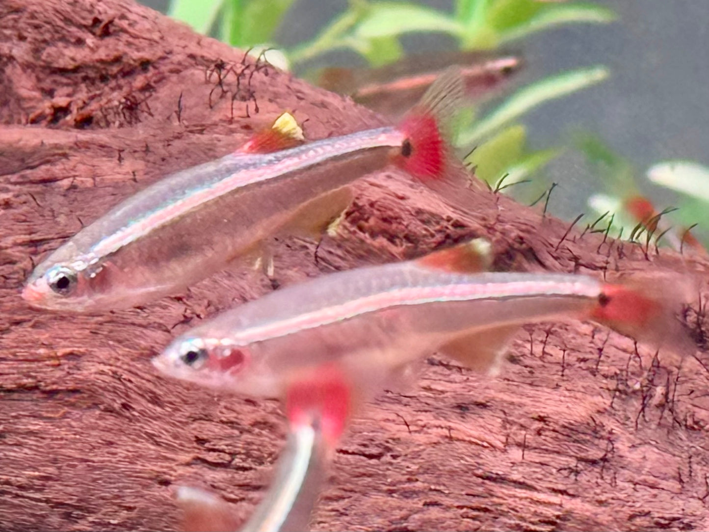 Kardinalfisch Tanichthys albonubes