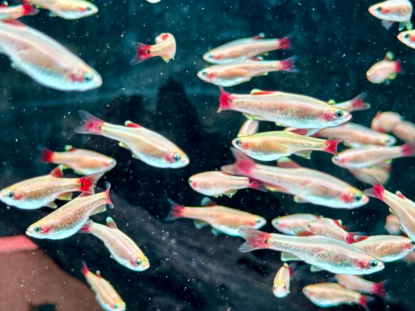 Kardinalfisch Gold Tanichthys albonubes