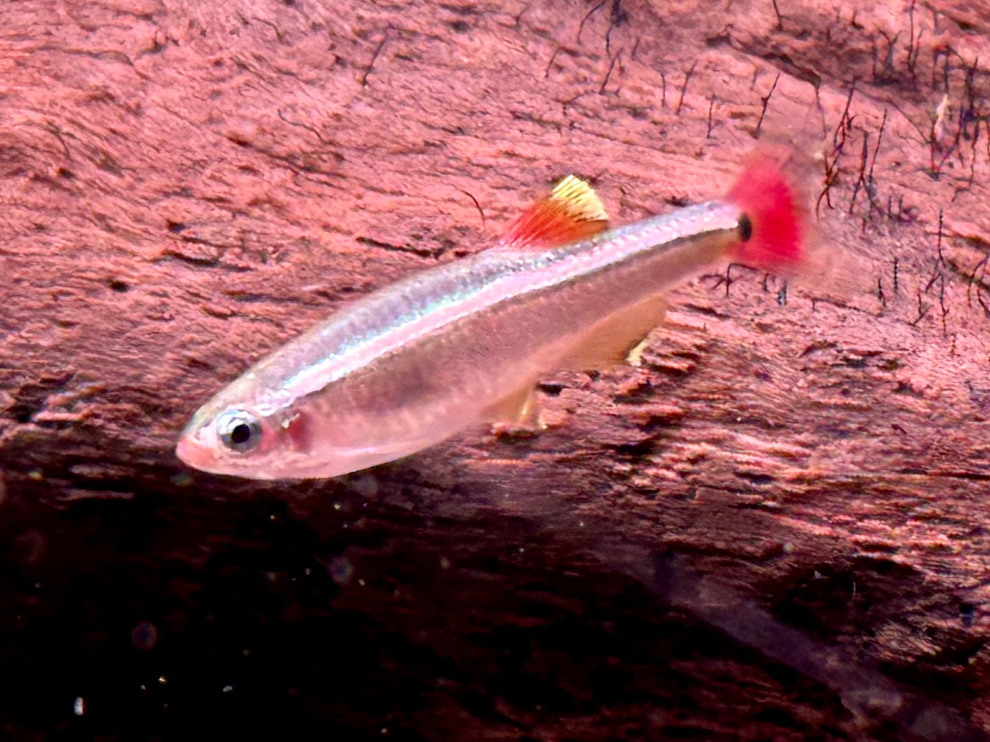 Kardinalfisch Tanichthys albonubes