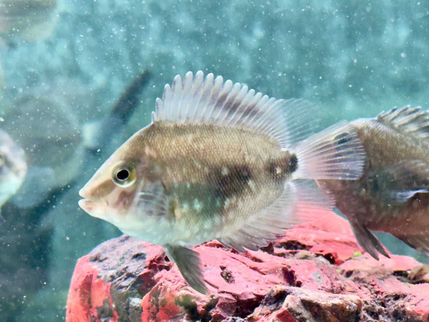 Keilfleckbuntbarsch Uaru amphiacanthoides