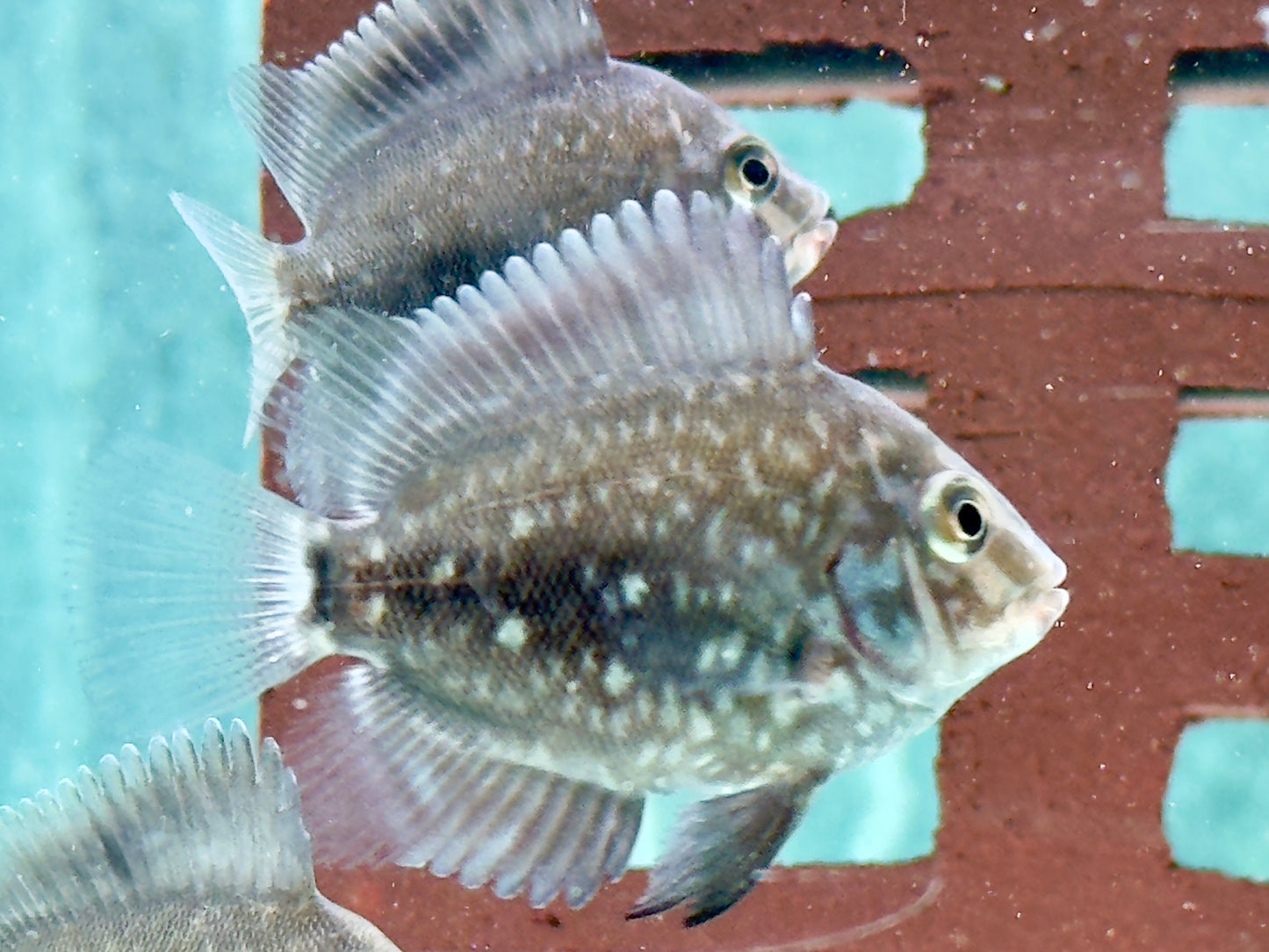 Keilfleckbuntbarsch Uaru amphiacanthoides