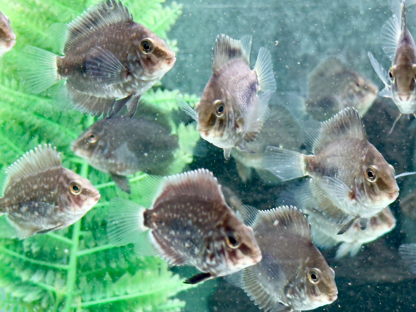 Keilfleckbuntbarsch Uaru amphiacanthoides